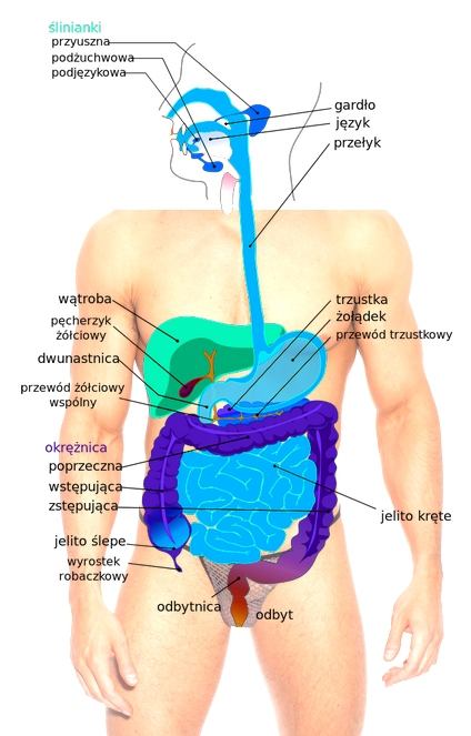 portal medyczny