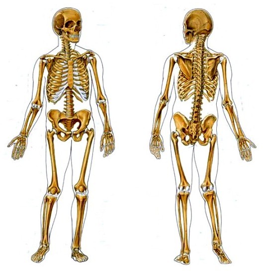 Human-2afg