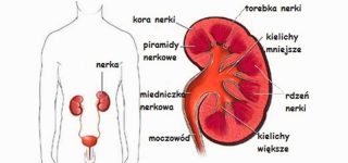 Co trzeba wiedzieć o transplantacji nerki