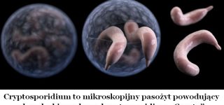 Pasożyty człowieka – jak do tej pory nieodkryte i niepokonane