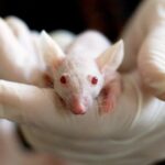Eksperymenty na zwierzętach bez nich lekarze byliby na poziomie średniowiecza albo zabijali ludzi