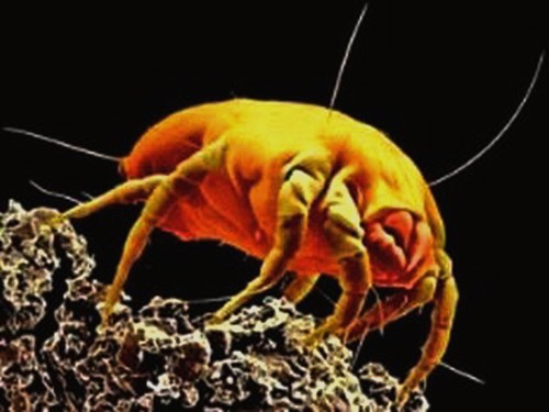 Dermatophagoides evansi