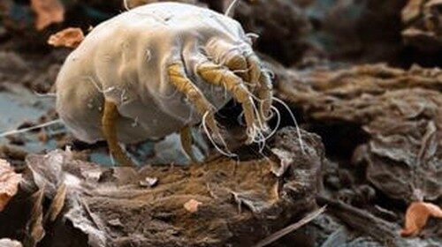 Dermatophagoides farinae.