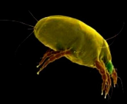 Dermatophagoides pteronyssinus