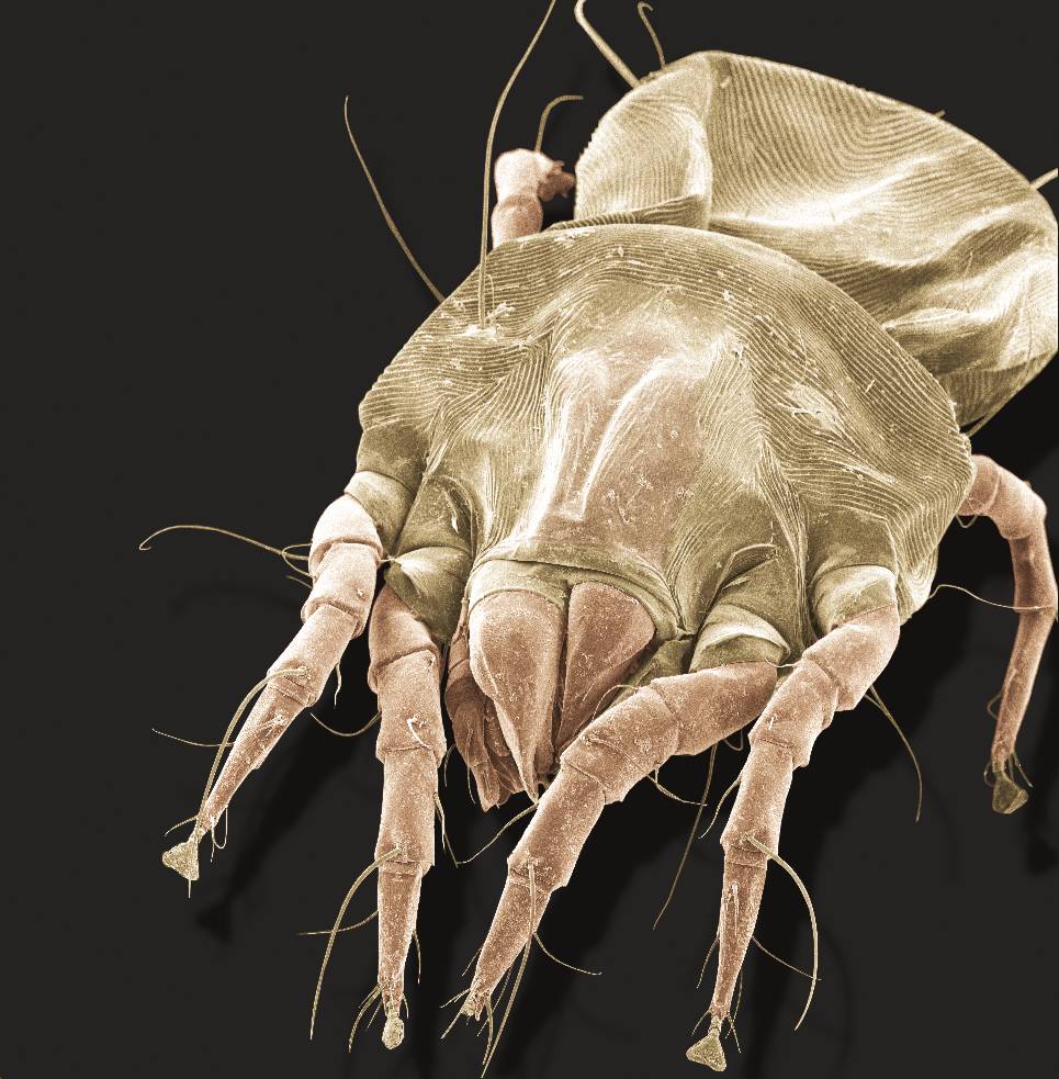 amerykańskie roztocze kurzu Dermatophagoides farinae żrodło:nsf.gov